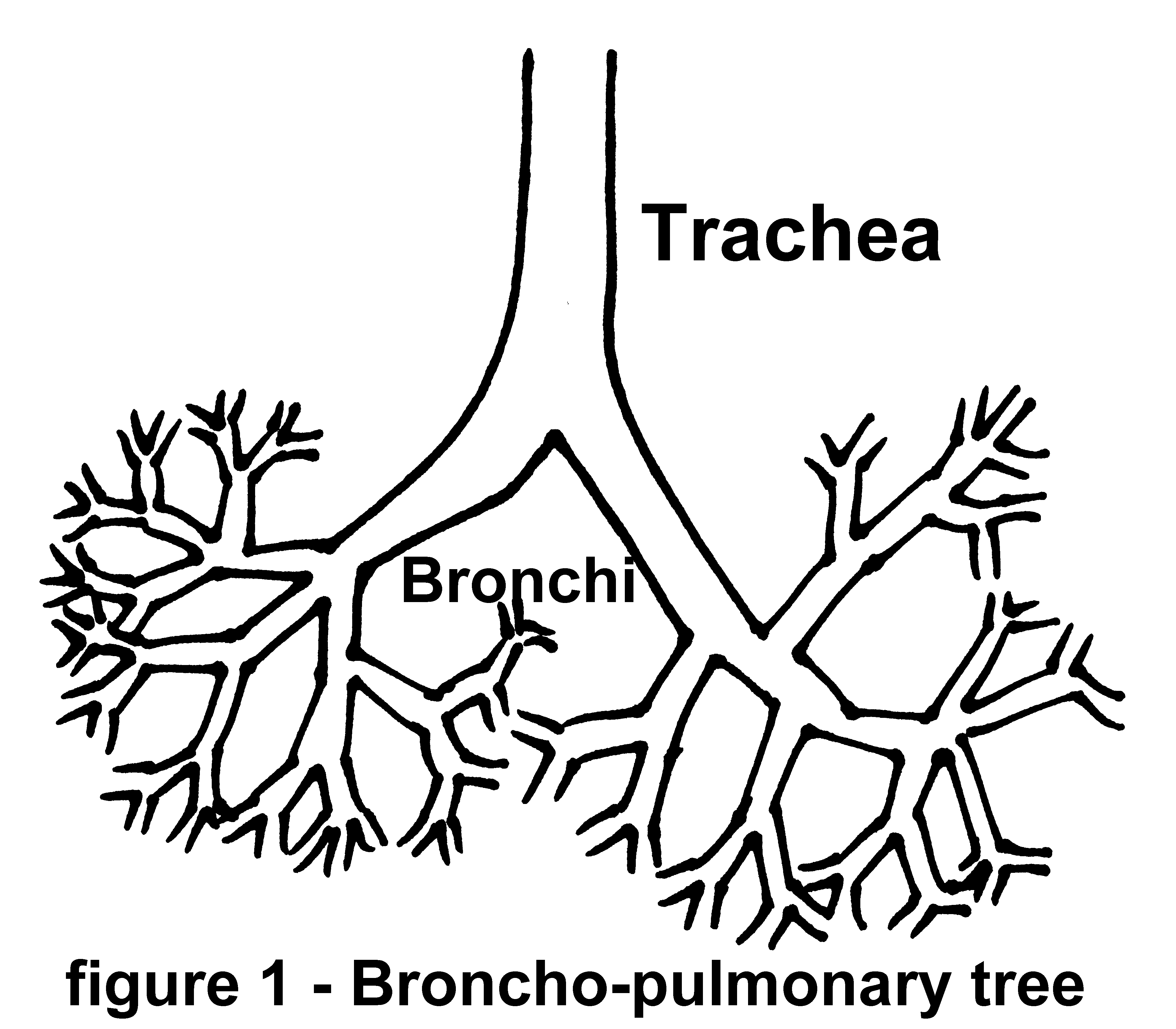 picture of the Broncho-pulmonary tree - Quit Smoking - The SMOKING CESSATION CLINIC