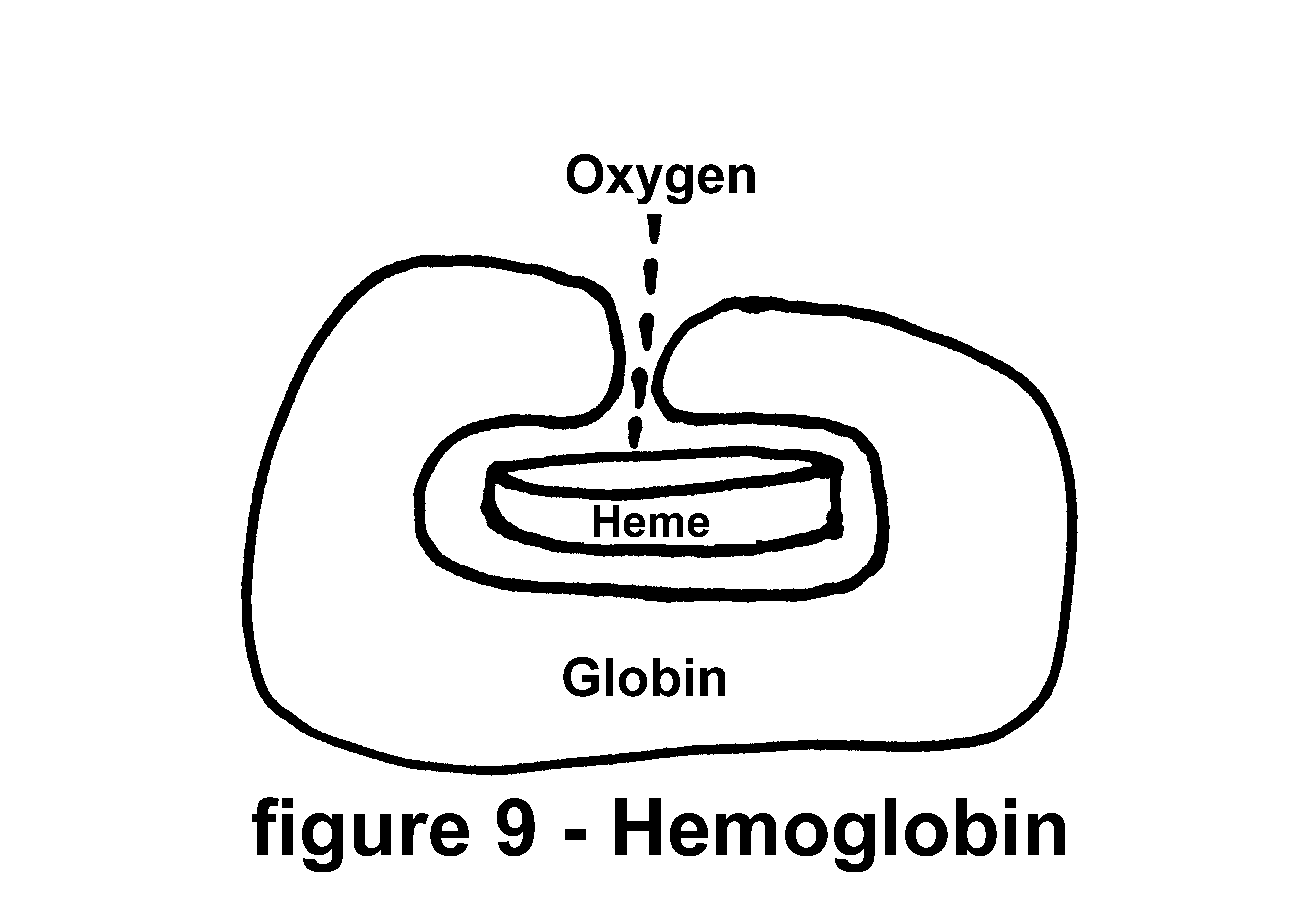 picture of Hemoglobin - Quit Smoking - The SMOKING CESSATION CLINIC